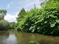 NL, Noord-Brabant, Valkenswaard, Dommel in De Malpie 13, Saxifraga-Tom Heijnen