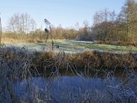 NL, Noord-Brabant, Waalre, Dommel in De Elshouters 2, Saxifraga-Tom Heijnen