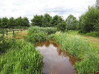 NL, Noord-Brabant, Bergeijk, Keersop near Westerhoven 1, Saxifraga-Tom Heijnen