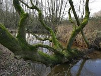 NL, Noord-Brabant, Valkenswaard, Keersop in De Elshouters 1, Saxifraga-Tom Heijnen