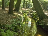 NL, Noord-Brabant, Oirschot, Kleine Beerze 10 Saxifraga-Jan van der Straaten