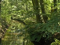 NL, Noord-Brabant, Oirschot, Kleine Beerze 12, Saxifraga-Jan van der Straaten