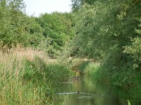 NL, Noord-Brabant, Heeze-Leende, Kleine Dommel in Rietvelden 1, Saxifraga-Tom Heijnen