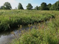 NL, Drenthe, Tynaarlo, Lage Maden 18, Saxifraga-Hans Boll