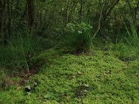 NL, Drenthe, Tynaarlo, Lage Maden 37, Saxifraga-Hans Boll