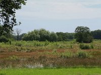 NL, Drenthe, Tynaarlo, Lage Maden 44, Saxifraga-Hans Boll