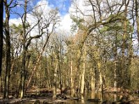 NL, Gelderland, Ermelo, Leuvenumse beek 2, Saxifraga-Bart Vastenhouw