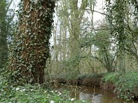 NL, Noord-Brabant, Hilvarenbeek, Reusel in De Hertgang 3, Saxifraga-Tom Heijnen