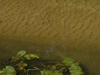 NL, Noord-Brabant, Oisterwijk, Reusel 11, Saxifraga-Jan van der Straaten