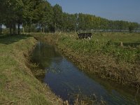 NL, Noord-Brabant, Hilvarenbeek, Spruitenstroompje 46, Saxifraga-Jan van der Straaten