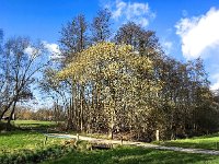 NL, Gelderland, Ermelo, Staverdense beek 2, Saxifraga-Bart Vastenhouw