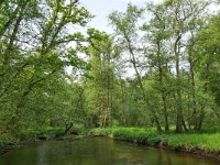 NL, Limburg, Roermond, Swalm 4, Saxifraga-Tom Heijnen