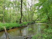 NL, Limburg, Roermond, Swalm 5, Saxifraga-Tom Heijnen