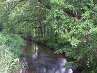 NL, Noord-Brabant, Eindhoven, Tongelreep in Genneper Parken 1, Saxifraga-Tom Heijnen