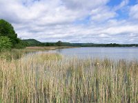 F, Meuse, Heudicourt-sous-les-Cotes, Lac de Madine, Saxifraga-Tom Heijnen