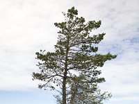 Bergsplass  Landscape of the lake "Norra Kornsjon" SE of Halden, Norway : color, colour, Europe European, Halden, lake, nature natural, Norre Kornsjon, Norway, Norwegian, rural landscape, Scandinavia Scandinavian, summer, vertical, water