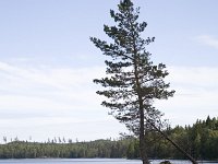 Bergsplass  Landscape of the lake "Norra Kornsjon" SE of Halden, Norway : color, colour, Europe European, fir tree, Halden, lake, nature natural, Norre Kornsjon, Norway, Norwegian, rural landscape, Scandinavia Scandinavian, summer, vertical, water