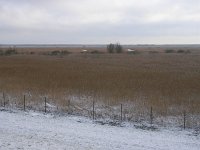 NL, Flevoland, Almere, Oostvaardersplassen 5, Saxifraga-Henk Sierdsema