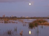 NL, Groningen, Noordenveld, Peizermaden 1, Saxifraga-Rudmer Zwerver