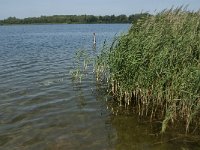 NL, Noord-Brabant, 's-Hertogenbosch, Engelermeer 6, Saxifraga-Marijke Verhagen