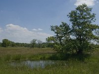 NL, Noord-Brabant, Baarle-Nassau, De Broskens 43, Saxifraga-Jan van der Straaten