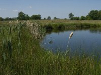 NL, Noord-Brabant, Baarle-Nassau, De Manke Goren 154, Saxifraga-Jan van der Straaten