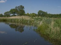 NL, Noord-Brabant, Baarle-Nassau, De Manke Goren 155, Saxifraga-Jan van der Straaten