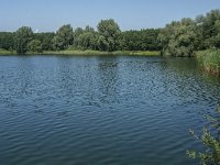 NL, Noord-Brabant, Geertruidenberg, NION Plas 1, Saxifraga-Marijke Verhagen