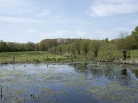 NL, Noord-Brabant, Goirle, Landgoed De Hoevens 25, Saxifraga-Willem van Kruijsbergen