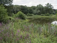 NL, Noord-Brabant, Goirle, Landgoed De Hoevens 49, Saxifraga-Willem van Kruijsbergen