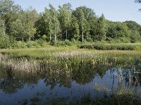 NL, Noord-Brabant, Goirle, Landgoed De Hoevens 69, Saxifraga-Willem van Kruijsbergen