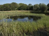 NL, Noord-Brabant, Goirle, Landgoed De Hoevens 72, Saxifraga-Willem van Kruijsbergen