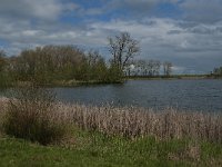 NL, Noord-Brabant, Heusden, Haarsteegs Wiel 23, Saxifraga-Jan van der Straaten