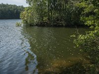 NL, Noord-Brabant, Heusden, Roeivijver Drunen 8, Saxifraga-Jan van der Straaten