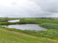 D, Brandenburg, Lenzerwische, Wustrower Elbniederung 2, Saxifraga-Tom Heijnen