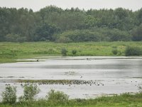 D, Brandenburg, Lenzerwische, Wustrower Elbniederung 4, Saxifraga-Tom Heijnen