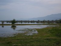 GR, Kentrikí Makedhonía, Sindiki, Limni Kerkini 52, Saxifraga-Ditk Hilbers