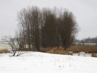 Winterlandschap Afgedamde Maas  Winter landscape along the river Meuse near Poederoijen, Gelderland, Netherlands : color, colour, countryside, Europe European, Gelderland, ice icy, reed, rural, Holland, Netherlands, river, riverscape, rural landscape, snow snowy, stream, vertical, water, winter