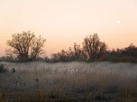 Foggy sunrise in Dutch Biesbosch National Park  Foggy sunrise in Dutch Biesbosch National Park : Biesbosch National Park, Biesbosch, national park, np, dutch, holland, Netherlands, Europe, European, rural, rural landscape, non-urban scene, rural scene, outside, outdoors, nobody, no people, sky, winter, wintertime, tree, trees, blue sky, north brabant, sunrise, dawn, early morning, sun, cold colors, silhouette, silhoutted, reed, reedbed, wetland