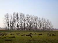 Polder with silhouetted bare poplars in Biesbosch Nationale Park, Noth Brabant, Netherlands  Polder with silhouetted bare poplars in Biesbosch Nationale Park, Noth Brabant, Netherlands : polder, grassland, grass, silhouetted, silhouette, silhouettes, poplar, bare, poplars, populus, sky, tree, trees, Hooge Hof, Biesbosch, national park, np, Biesbosch national park, Dutch, Netherlands, Europe, european, wetland, non-urban scene, nature, natural, nature protection, outside, outdoor, outdoors, no people, nobody, rural landscape, rural scene