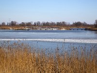 NL, Noord-Brabant, Altena, Jantjesplaat 4, Saxifraga-Roel Meijer