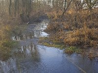 Hoog water in Biesbosch