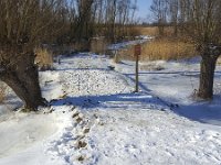 IJs en sneeuw in Biesbosch