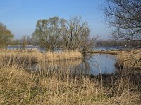 NL, Zuid-Holland, Dordrecht, NP De Biesbosch, oever Nieuwe Merwede 1, Saxifraga-Roel Meijer  Biesbosch National Park. : Growth, Nature protection, Spring, Springtime, Biesbosch, creek, national park, nature, nature reserve, Nieuwe Merwede, NP, reed, river, trees, water