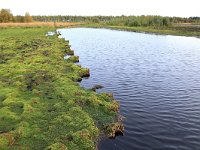 NL, Drenthe, Emmen, Bargerveen 166, Saxifraga-Hans Boll