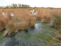 NL, Drenthe, Emmen, Bargerveen 82, Saxifraga-Hans Boll