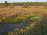 NL, Drenthe, Emmen, Bargerveen 93, Saxifraga-Hans Boll