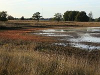 NL, Drenthe, Midden-Drenthe, Brunstingerplassen 29, Saxifraga-Hans Boll