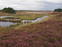 NL, Drenthe, Midden-Drenthe, Hijkerveld 11, Saxifraga-Hans Dekker