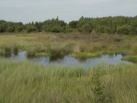 NL, Drenthe, Midden-Drenthe, Mantingerveld, dobbe 4, Saxifraga-Willem van Kruijsbergen